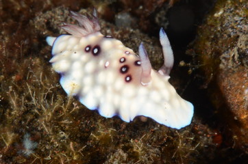 macro nudibranco lumaca di mare