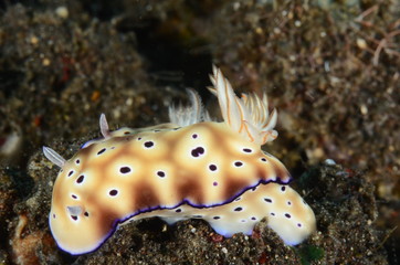 macro nudibranco lumaca di mare