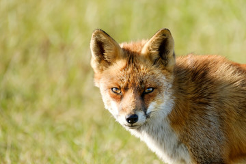 Naklejka na ściany i meble A magnificent wild Red Fox, the fox looks straight into the camera, headshot