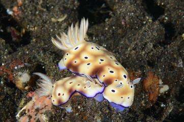 macro nudibranco lumaca di mare