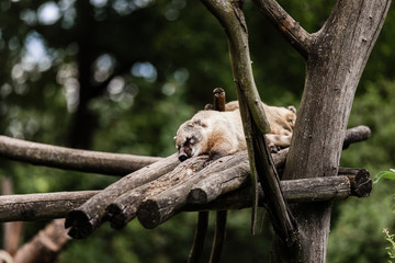 cute exotic animal resting on wooden bars in the natural park. natural background. selective focus