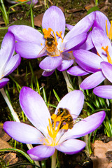 Frühling , Bienen