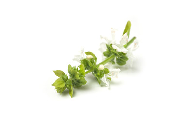 Closeup of basil flowers on white background