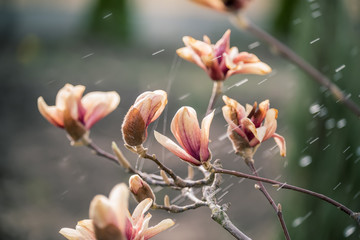 Delicate flowers of powdery magnolia in the garden and small raindrops. Vintage photo.