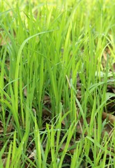 rice tree, fresh green colour paddy tree background.