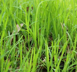 Fototapeta na wymiar green rice grass in the field.