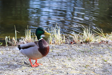 männliche Stockente