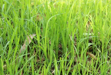 oryza sativa, many green colour paddy tree on the ground.