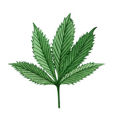 Watercolor cannabis leaf on white background. Hand drawn illustration.