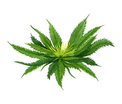 Watercolor cannabis leaf on white background. Hand drawn illustration.