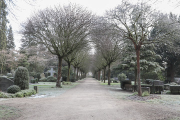 Allee im Frühling
