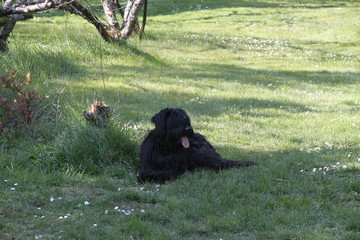 Sheepdogs domestic garden puppy playing together