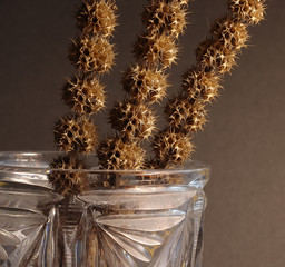 A crystal vase with three dry nettle stalks with spherical spines on a brown background.