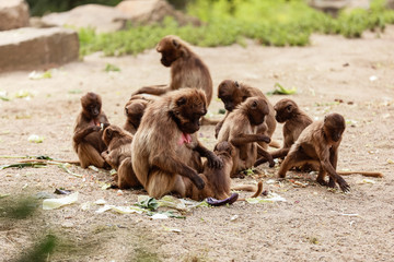 A group of monkeys macaques on the ground in the park in their daily life