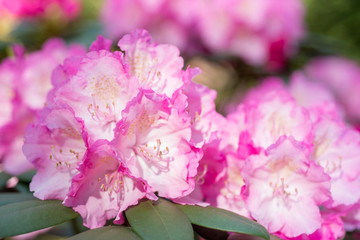 Pink rhododendron blooms in the garden