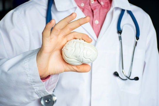 General practitioner or neurologist holding anatomical model of human brain. Concept photo in neurology, psychiatry, psychotherapy, psychology, diagnosis of brain diseases and mental illnesses