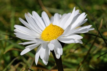 Obraz premium Common daisy flower - Bellis perennis in a meadow in England during springtime.