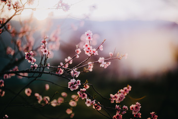 cherry blossom