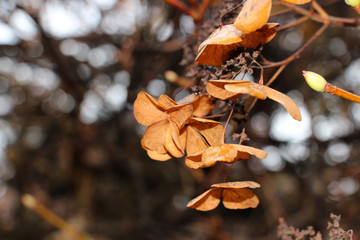 Herbstblumen im Herbst, Trauer