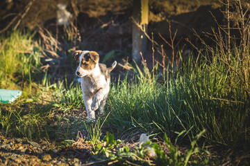 Little cute puppy dog