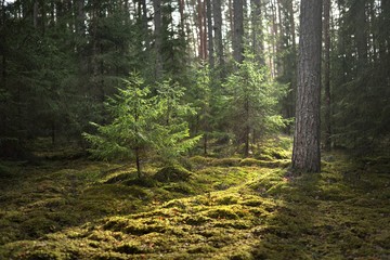 An old mossy spruce close-up. Sun rays through the tree trunks in a coniferous forest. Shadows on the ground. Early spring. Finland © Alex Stemmer
