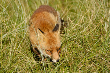 A magnificent wild Red Fox, hunting for food to eat in the long grass