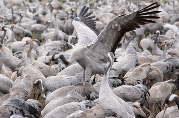 Migratory birds fly. A flock. A lot of birds. Herons