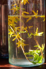 Yellow flowers on a branch in the water. The glass bottle is filled with water, the flowers in the water reflect the sunlight.