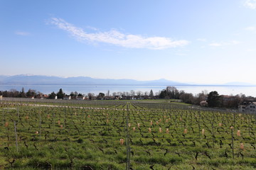 Vineyard with the Leman lake 