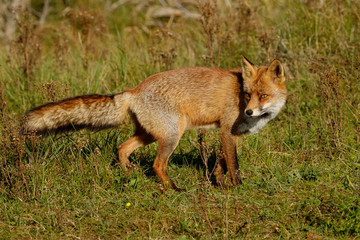 Naklejka na ściany i meble A magnificent wild Red Fox, hunting for food to eat in the long grass