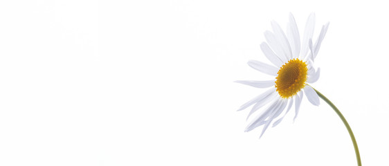  White camomile picture on a white background banner