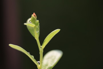 Little Pusley bud life begin on dark background 