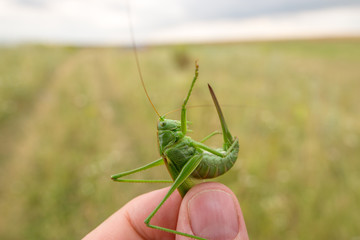 Hand holds locust in front of the far agricultural field. Green grasshopper with a blade on his tale. Soft focus.