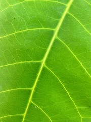 macro of green leaf