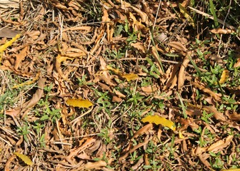 many dry leaf on the ground.