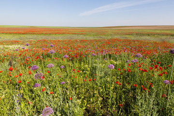 Fototapeta na wymiar wild red poppy fower field in spring time near Almaty, Kazakhstan