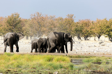 Fototapeta na wymiar Photo of an elephant herd
