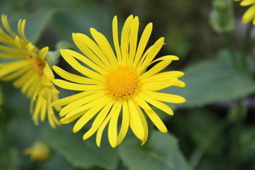 Yellow spring flower doronicum orientale 