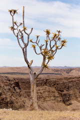 A photo of a quivertree in front of fishriver canyon