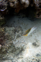 Togian island sea ecosystem with fish and coral