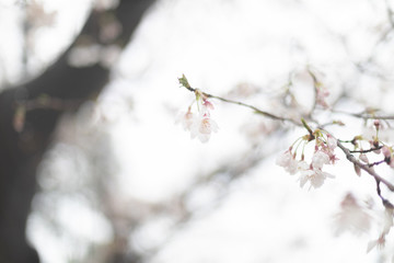 雪桜