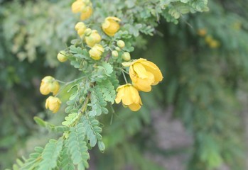 yellow flowers in the garden