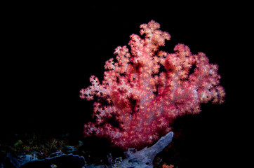 corallo © giorgiocavallaro