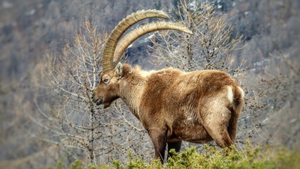 Stambecco