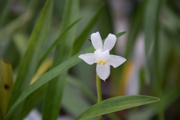 Fototapeta premium Орхидея