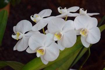 Obraz na płótnie Canvas Орхидея