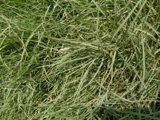 Green grass naturally beautiful in spring. Colorful background