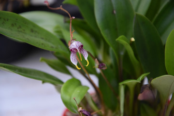 Naklejka na ściany i meble Орхидея