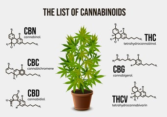 Realistic vector illustration of potted cannabis and chemical structure of cannabinoid compounds.