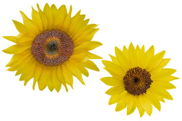 Obraz premium Yellow Sunflower on white background. Photo with clipping path.